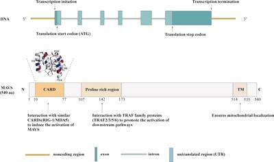 Mitochondrial antiviral signaling protein: a potential therapeutic target in renal disease